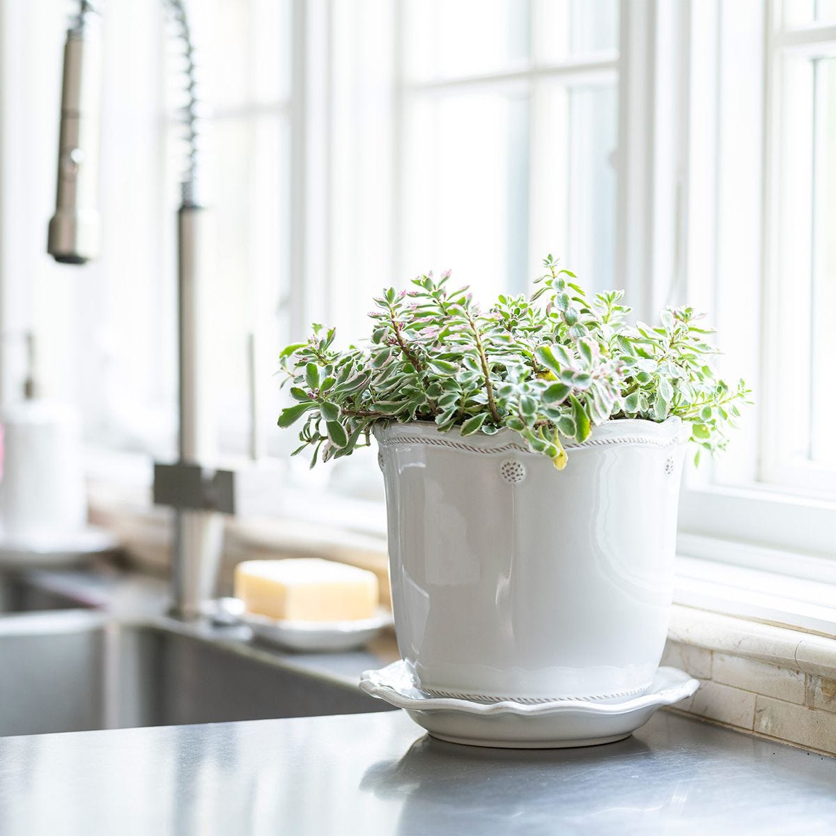 Juliska Berry & Thread White - Washed 5.25 - Inch Ceramic Plant Planter with Matching Saucer for Indoor Use
